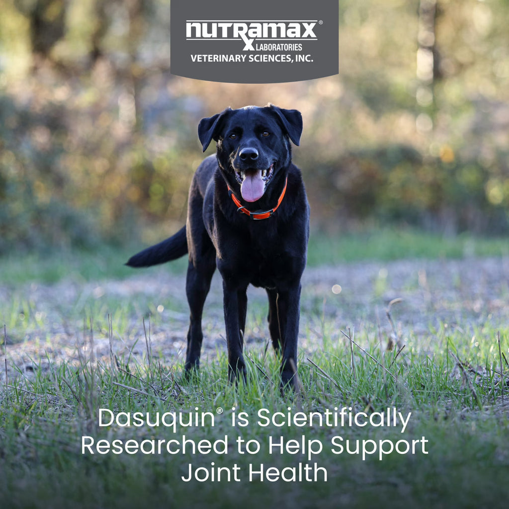 Nutramax Dasuquin with Omega-3s for Dogs of All Sizes, Joint Health Supplement, Soft Chews, 60 Count