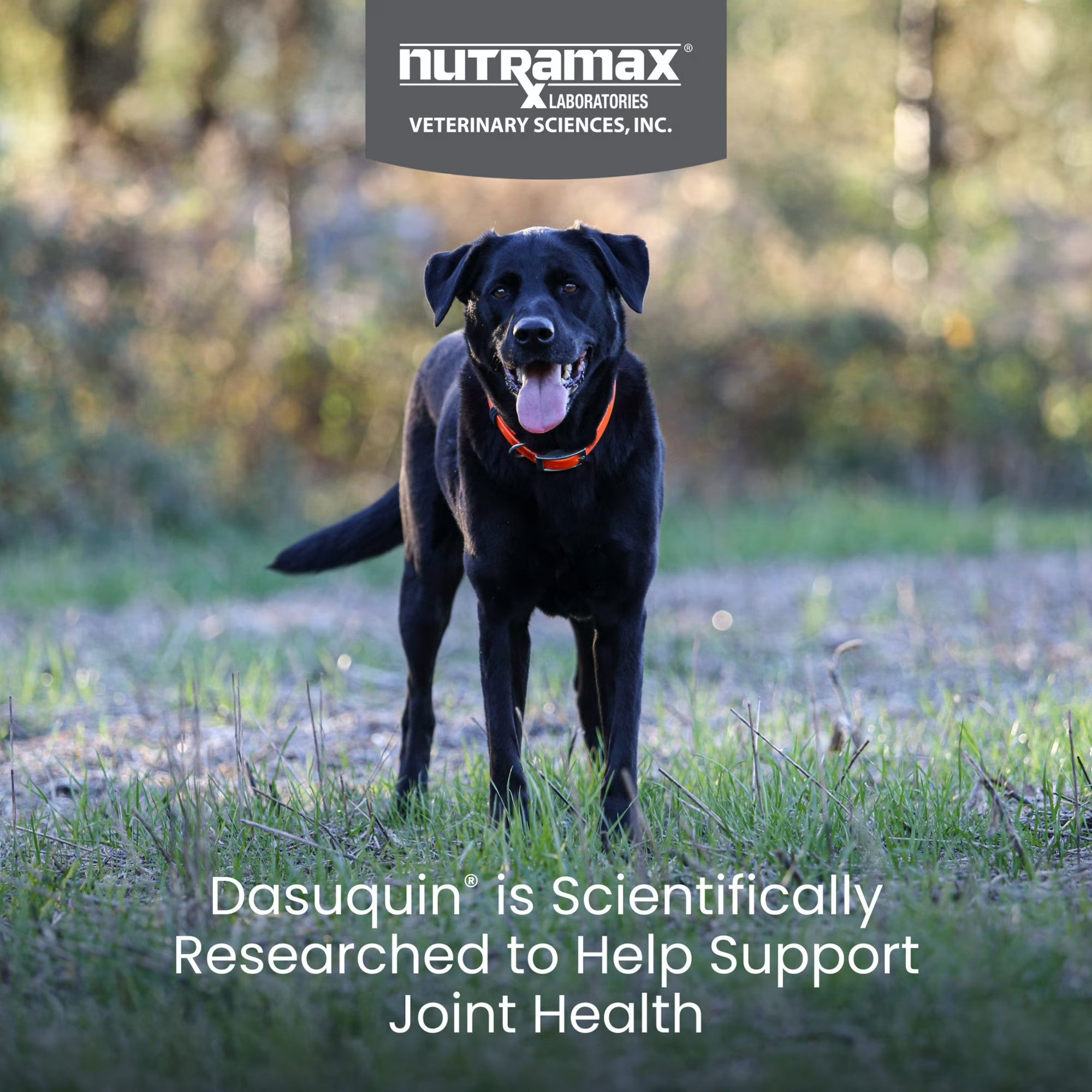 Nutramax Dasuquin with Omega-3s for Dogs of All Sizes, Joint Health Supplement, Soft Chews, 60 Count